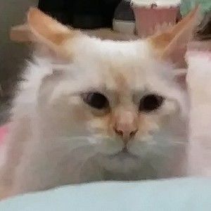 Meet your Posher, Rosalee